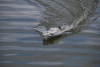DSC_0750.JPG